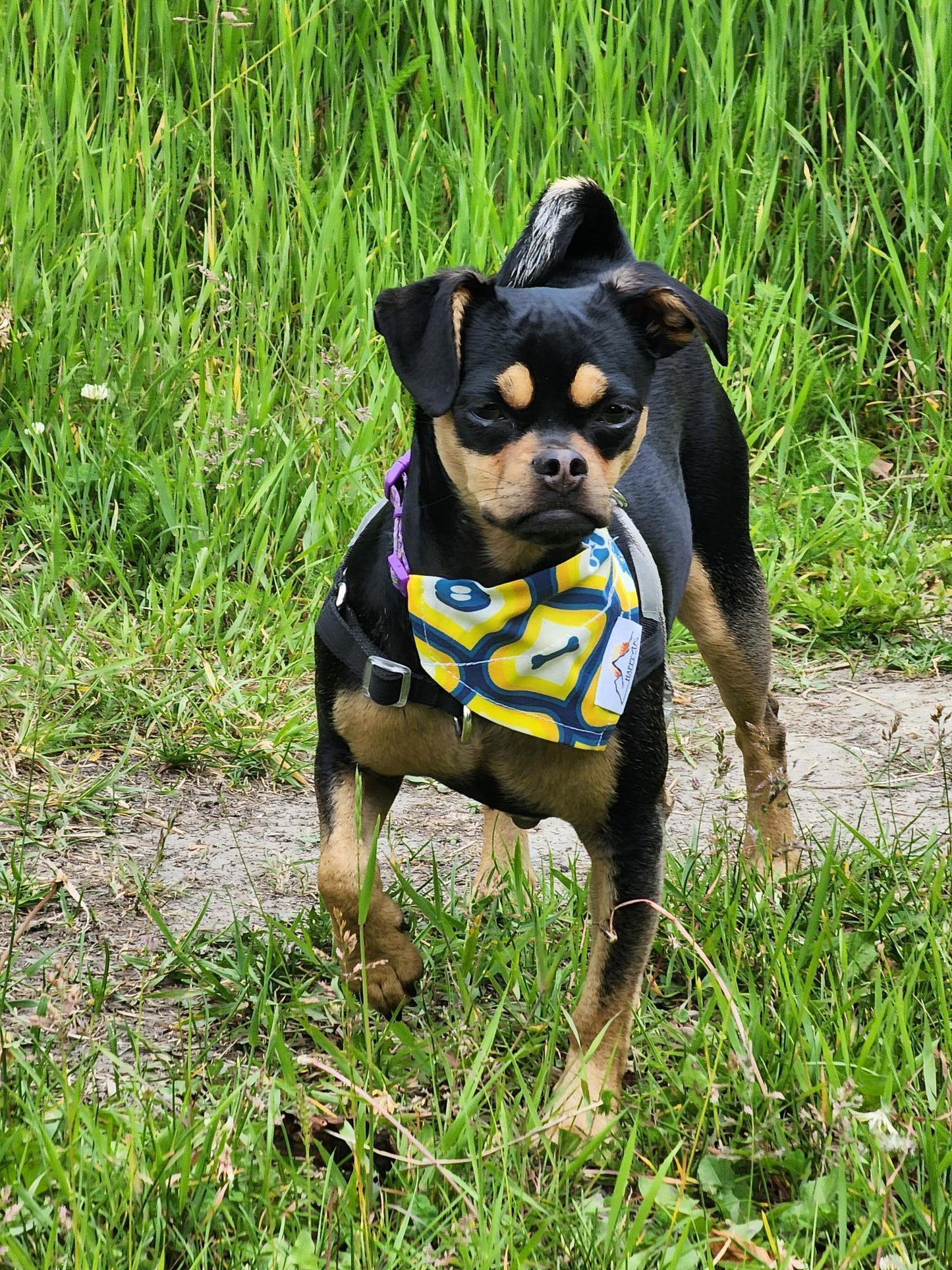 Happy AK - Dog Bandanas
