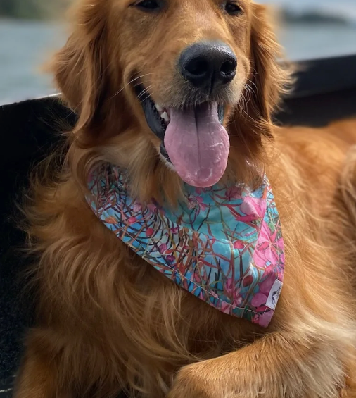 Happy AK - Dog Bandanas