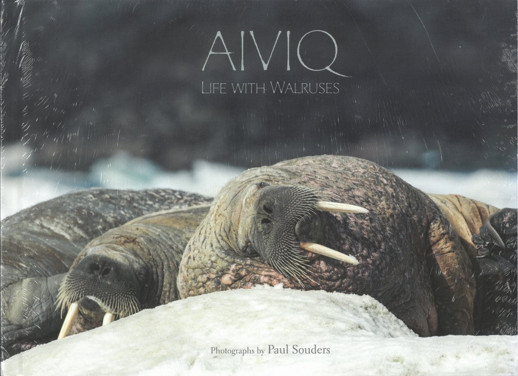 Aiviq: Life with Walruses