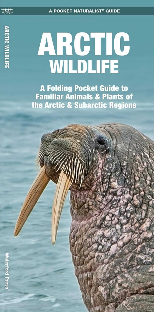 Arctic Wildlife by James Kavanagh