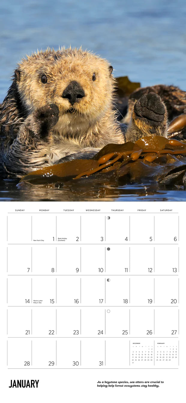Sea Otters: Photographs by Tom and Pat Leeson 2024 Wall Calendar