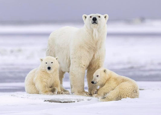 Polar Family Notecard