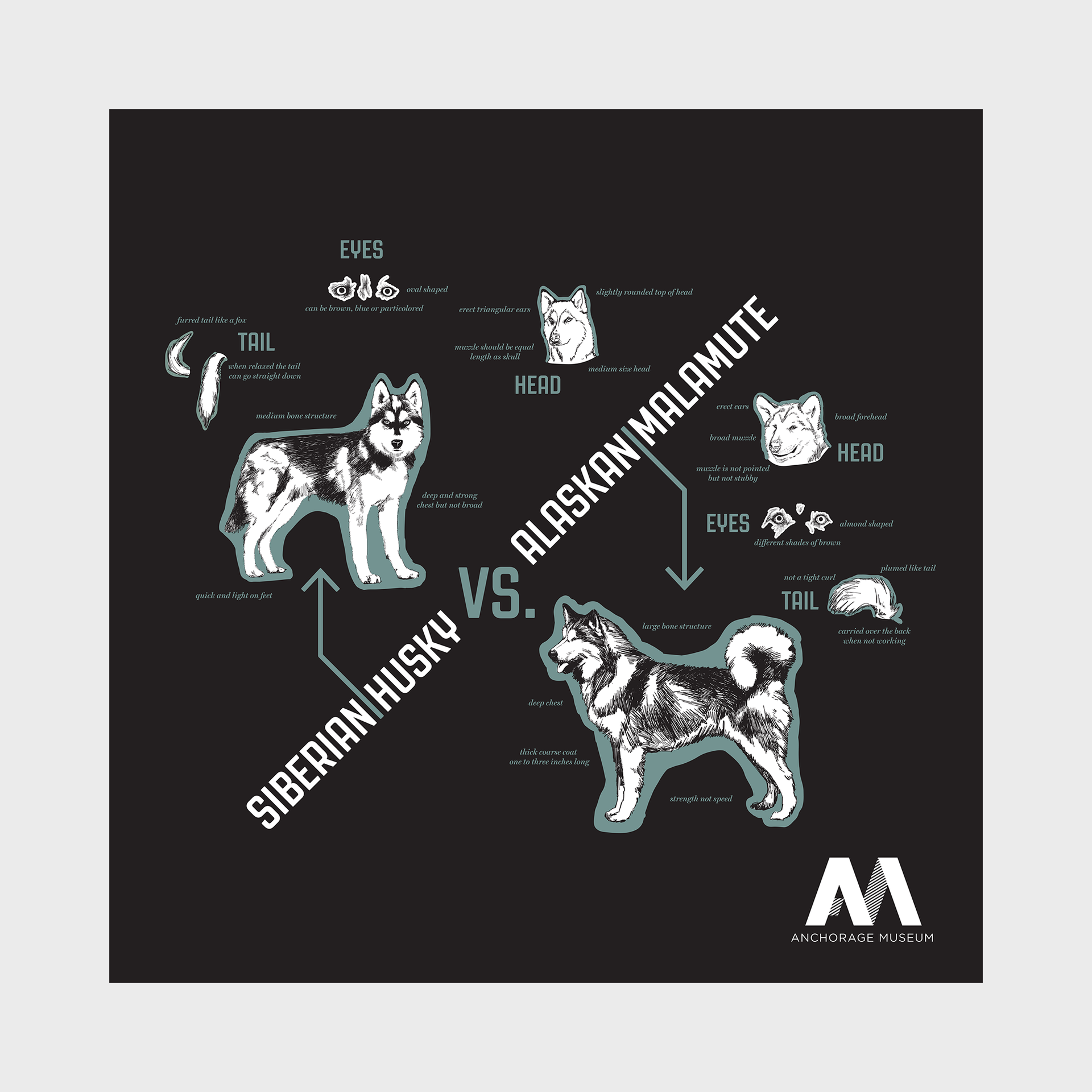 Husky Malamute Poster – Anchorage Museum Store