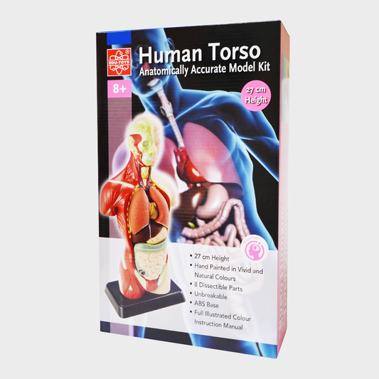 Human Torso Anatomy Model - 10"