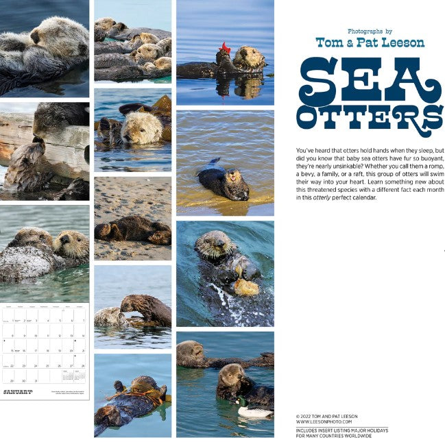 Sea Otters: Photographs by Tom and Pat Leeson 2023 Wall Calendar